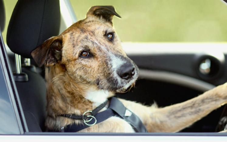 2021 Dog Licenses available February 23, 2021